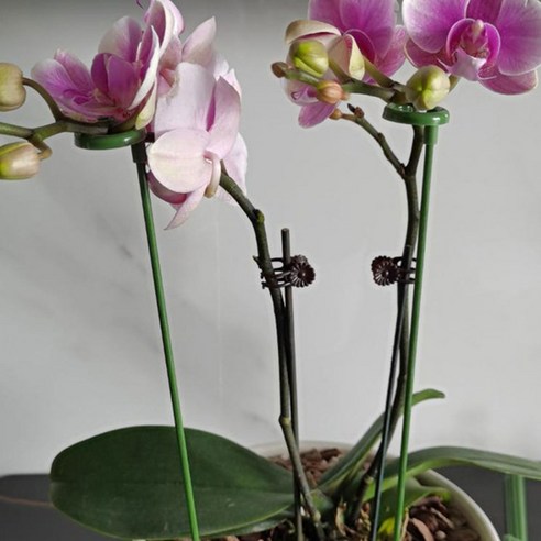 앙플랜트 원예 회전식 지지대 40cm, 10개