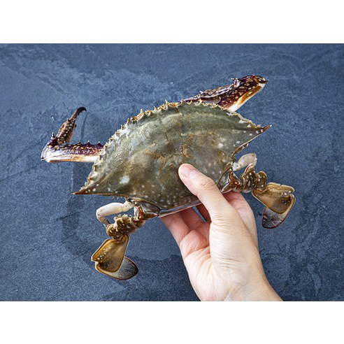 신선한 통발 햇꽃게로 맛있게 즐기세요.