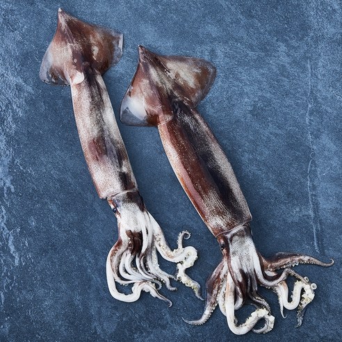 부산 13번 중매인 산지직송 채낚기로 잡은 생물 오징어 (냉장), 310g(2미), 1개