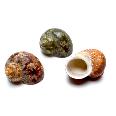 챔프 소라게쉘 태피쉘 2~2.5cm 우드 3개 스마일게 챔프 소라게쉘 태피쉘 2~2.5cm 우드 3개 스마일게