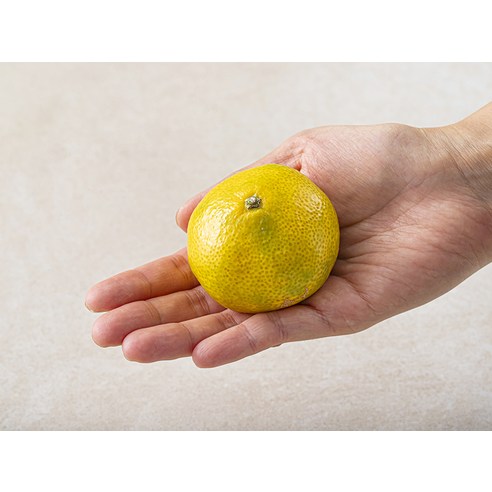 AI가 선별한 달콤한 행복, 해풍맞은 올레길 감귤