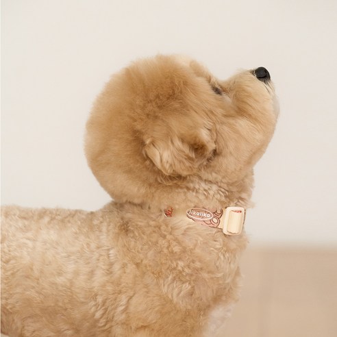 리카리카 강아지 커들리 토이 목줄, 1개, 베어