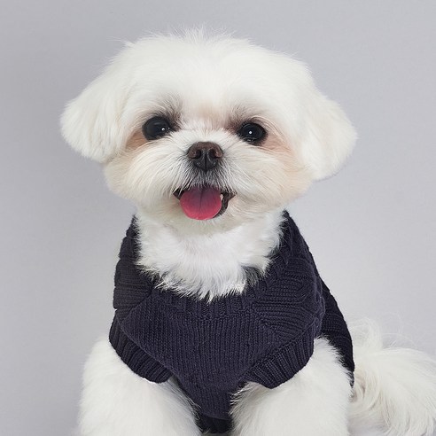 사랑하는 반려견을 위한 따뜻한 겨울 필수 아이템