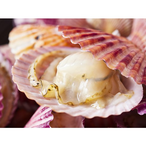 가성비 냉동 홍가리비, 간편하게 즐기는 달콤한 풍미!