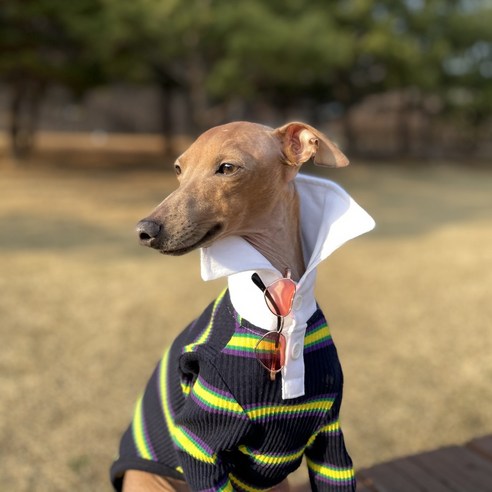 伴侶  寵物產品  小狗  貓  組合使用  服裝  T卹  狗  狗  狗