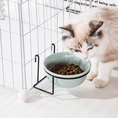 伴侶  寵物用品  小狗  貓  聯合使用  餐具  狗  狗  狗  狗