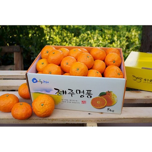 제주산지직송 미귤 카라향 감귤 선물용 가정용, 1박스, 2.5kg 10-17과(선물용) Best Top5 제주산지직송 미귤 카라향 감귤 선물용 가정용, 1박스, 2.5kg 10-17과(선물용) Best Top5
