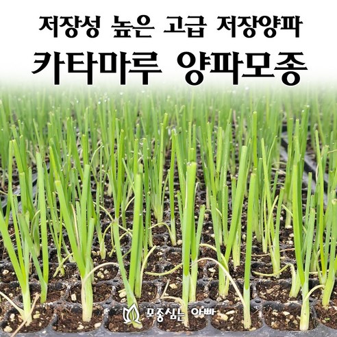 [모종심는아빠] 저장상이 좋은 카타마루 양파모종 월동용, 200개