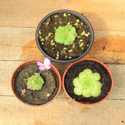 식충식물 제비꽃 3종 세트로 날파리 걱정 없이 쾌적한 실내를!