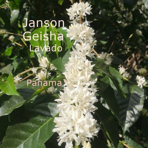 [위트러스트] 파나마 잔슨 게이샤 라바도(워시드) 500g Panama Janson Geisha Lavado, 홀빈, 1개