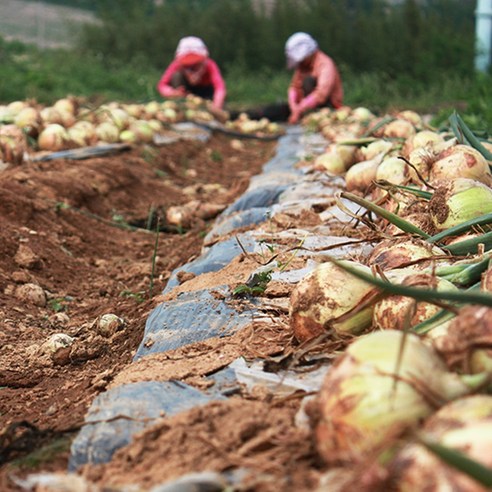 대자연의 선물, 2025 햇양파로 식탁을 풍요롭게!