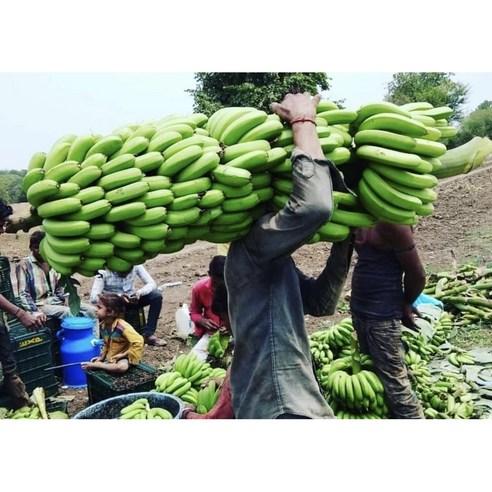 건강한 맛, 경제적인 선택