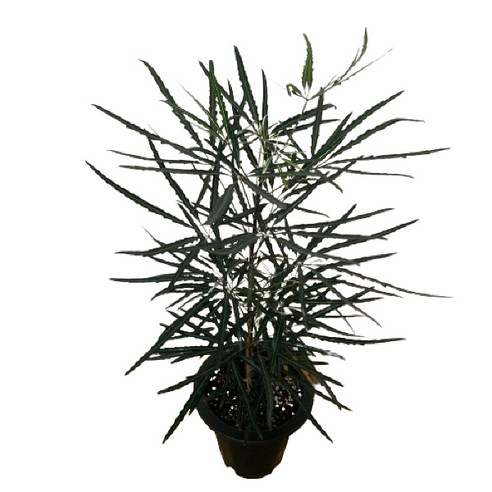 시들 걱정 없이 싱그러움을 더하는 플라워뱅크 아라리아