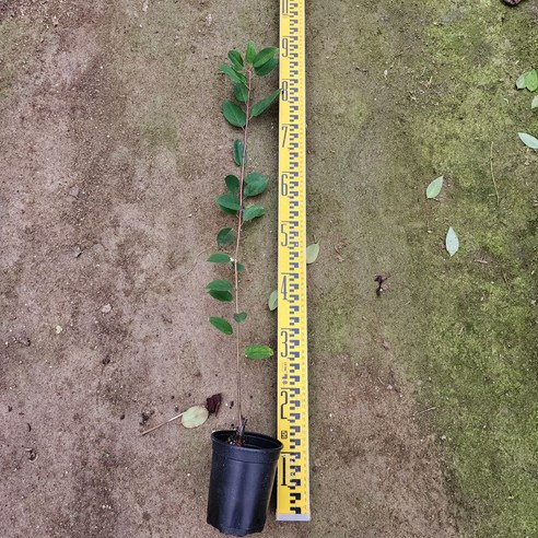 서부해당화, 당신의 정원에 낭만과 행복을 심다