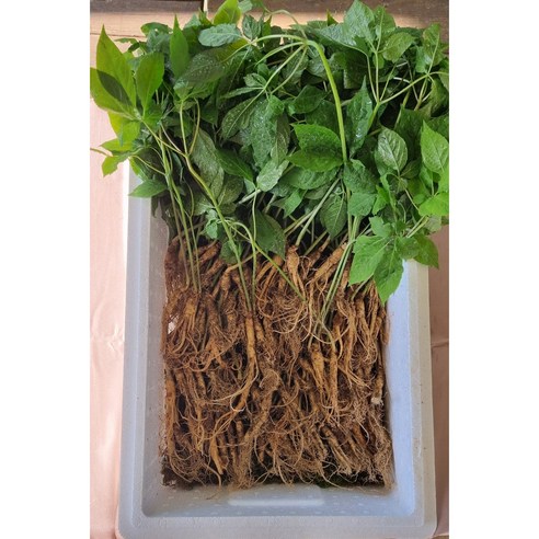 먹산삼 산삼 산양산삼 산양삼 장뇌삼 5~6년근 파지삼 B급50g, 200g(100~1..., 1박스