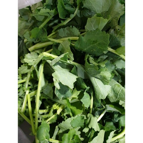 제주의 봄을 담은 유채나물과 동초나물로 식탁에 활력을 더하세요.