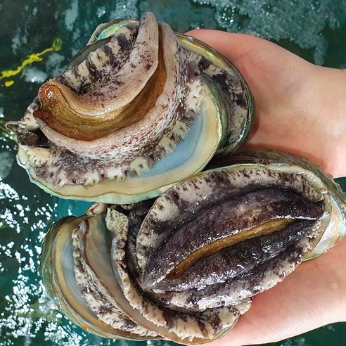 미식애락 신선한 완도 활 전복 1kg 산지직송 산소포장[15미~16미], 1kg 10~11미, 1개