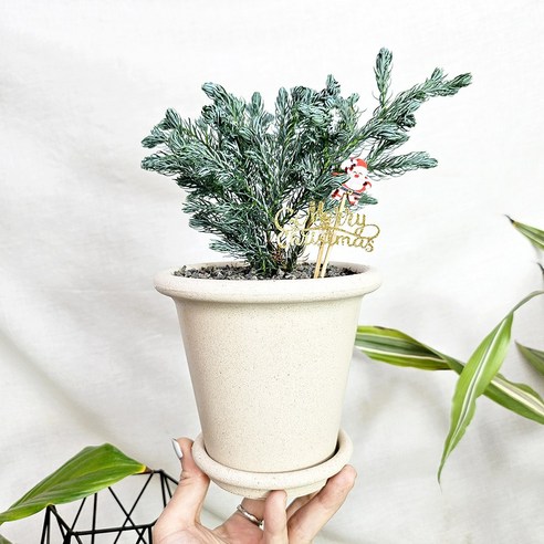 블루버드: 당신의 공간을 빛낼 감성 넘치는 식물