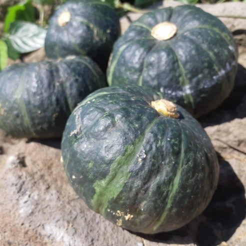 따봉프레시 3차선별 백화점용 황제 제주 미니단호박 미니밤호박, 미니밤호박(소과) 2.5kg, 1개