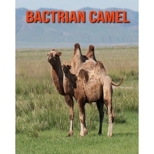 Bactrian Camel: Incredible Pictures and Fun Facts about Bactrian Camel Paperback, Independently Published, English, 9798693764460