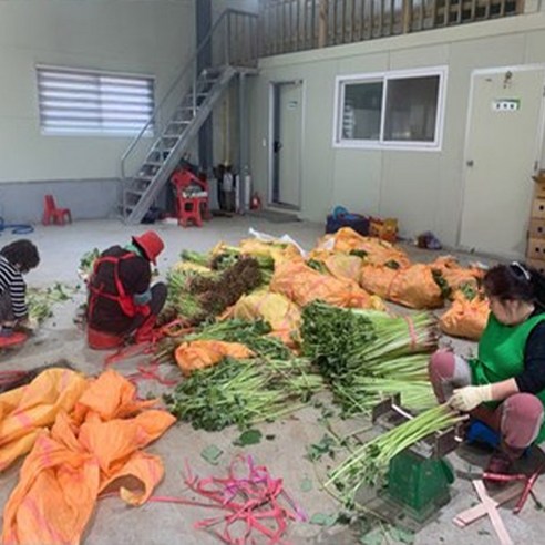 전남 자연산 노지 머위: 맛과 건강상의 이점