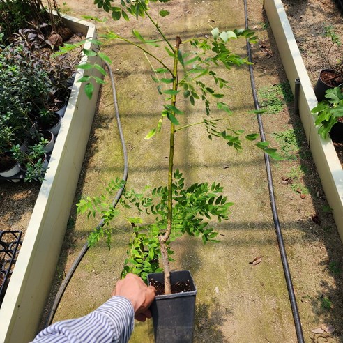 황금회화 묘목으로 일상에 싱그러운 활력을 더하세요!