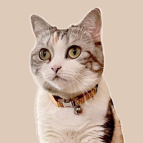 고양이목걸이와이름표 고양이 목줄 실리콘 밴드 네임택 목걸이 이름표