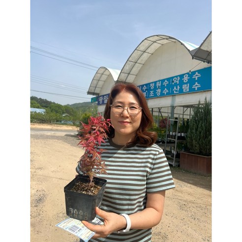 붉게 물드는 가을, 광일농원 출성성단풍나무로 당신의 공간에 낭만을 더하세요.