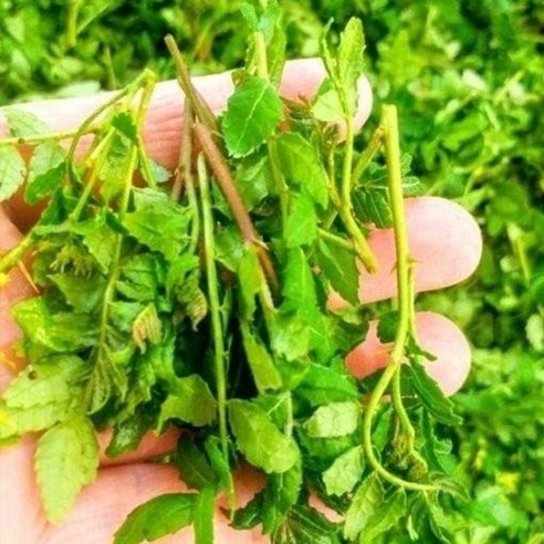 향긋한 제피잎, 깊은 고추장 맛의 조화, 밥도둑 장아찌