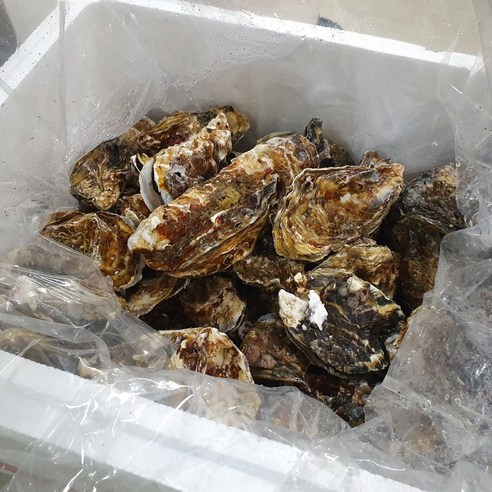 통영굴의 맛있는 풍미를 집에서 편안하게 만끽하세요