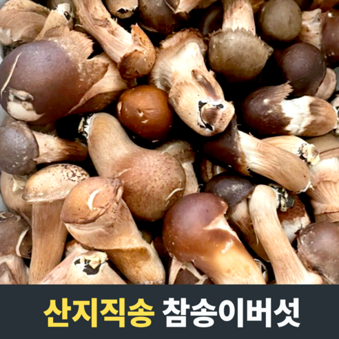 [산지직송] 국산 참송이버섯 솎음용 실속형 못난이 국내산참송이버섯 참송이, 2개, 1kg