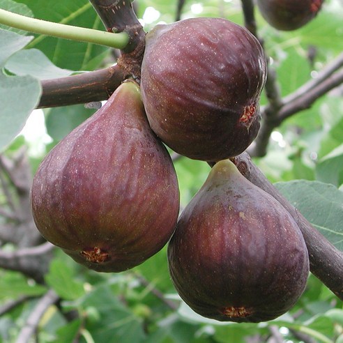 무화과나무로 풍성한 자연의 선물