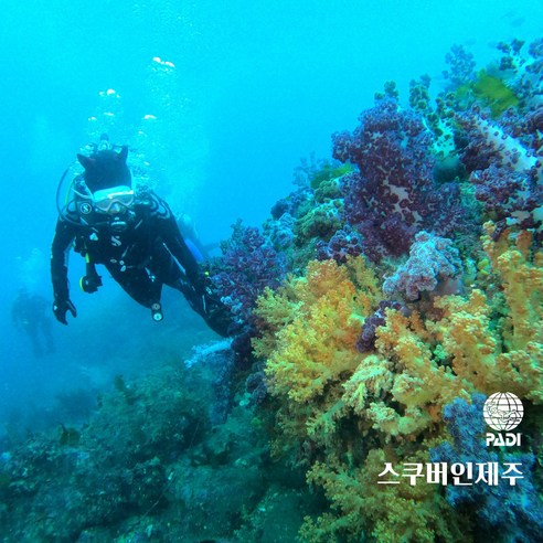 제주도 PADI 오픈+어드 교육 통합 자격증 스쿠버다이빙 강습, 오픈워터+어드밴스