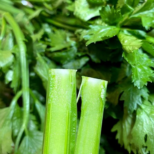 유기농 샐러리 500g 녹즙용 채소 재료 organic celery