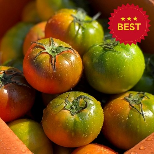 붉은 보석, 대저 짭짤이 토마토의 매혹적인 맛의 세계로 대저토마토