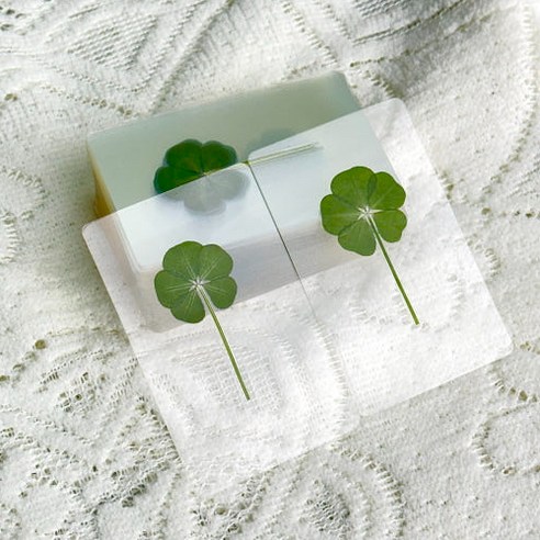 지친 일상 속 작은 위로, 행운을 담은 특별한 선물 네잎클로버