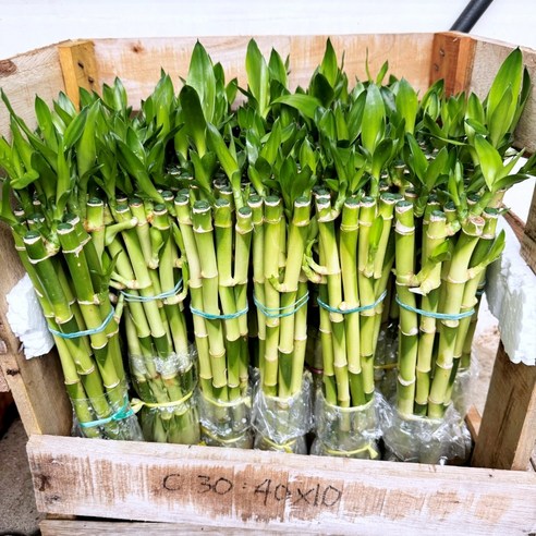 삭막한 일상에 싱그러움을 더하다, 청년농부 개운죽