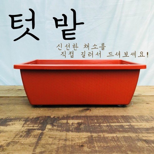 청년 농부의 이동식 베란다 텃밭: 주말농장에서 기르는 다양한 상추 모종