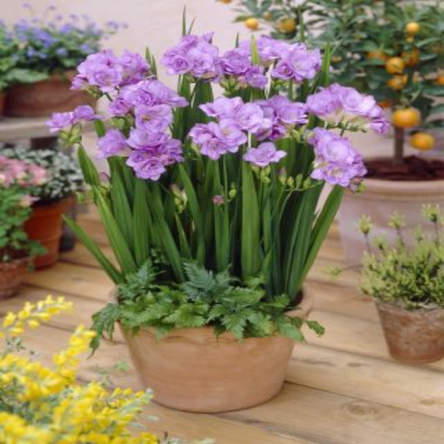 향기로운 겹꽃 프리지아로 봄을 맞이하세요