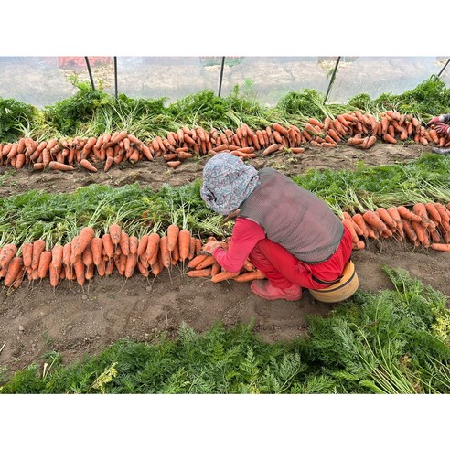 대지의 숨결을 담은, 건강하고 풍요로운 식탁을 위한 선택, 길숙이농산 햇 당근