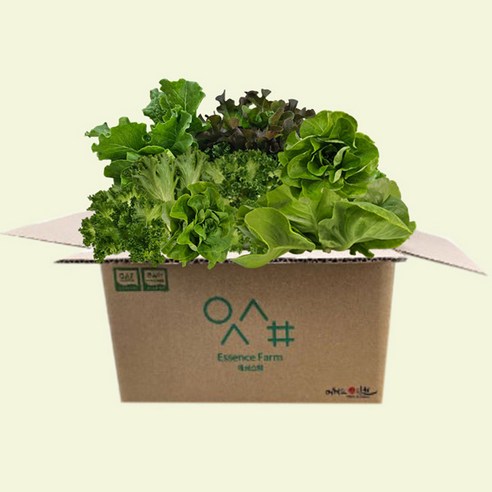 산지직송 유러피안 샐러드 야채 1kg 로메인 상추 버터헤드 모듬쌈 쌈채소, 1개, 1kg