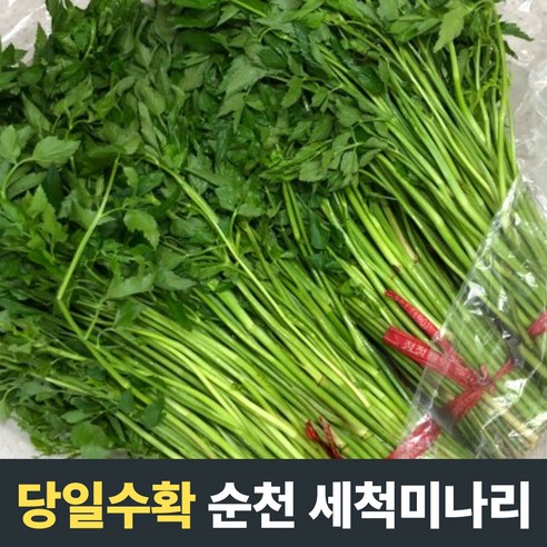 [당일수확] 농장직송 세척손질 순천 미나리 국산미나리 순천미나리 1kg 2kg 3kg 국산 업소용 신선야채 직접재배 미나리무침 청도미나리 미나리 돌미나리 미나리환 국내산미나리, 1개