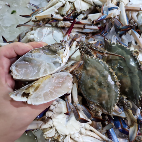 생생수산 당일조업 제철 활 숫 꽃게 생물 국산 인천 햇꽃게, 1개, 6KG