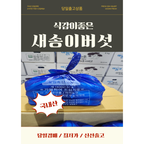 당일경매 국내산 새송이버섯 신선한 버섯 경매후바로발송 구이용 볶음용 가정용