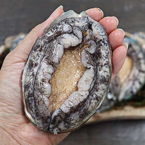 완도전복 완도전복직거래 1kg 고급