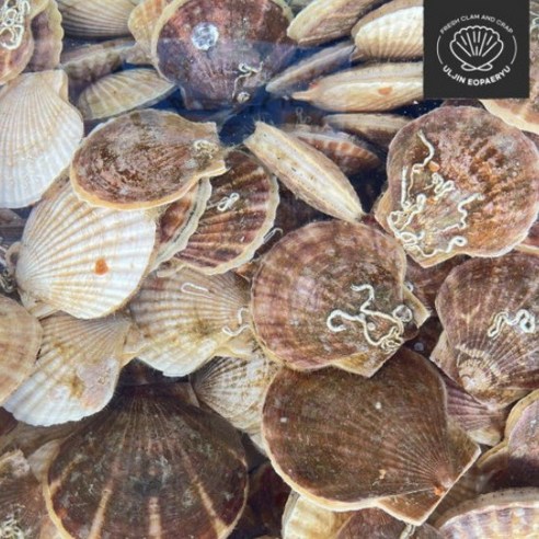 가리비일본산: 최고급 맛과 품질, 안전한 선택 가이드