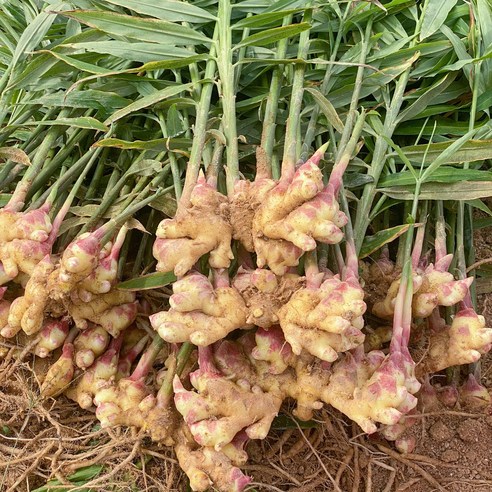 신선하고 믿을 수 있는 국내산 특품 햇생강