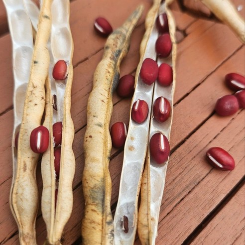 강원 정선 햇 팥, 건강한 붉은 기운을 담아