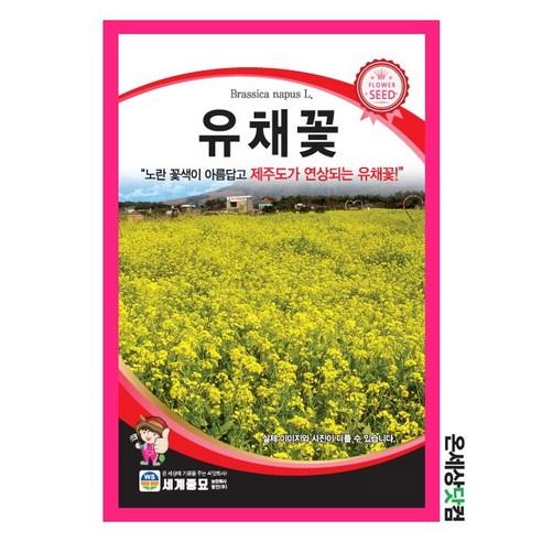 유채꽃 씨앗 20kg, 두해살이풀 조경용 화단 정원용 종자 꽃씨, 1개 흰꽃나도사프란 유채꽃 씨앗 20kg, 두해살이풀 조경용 화단 정원용 종자 꽃씨, 1개 흰꽃나도사프란
