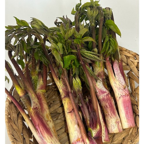 국내산 땅두릅 봄나물 산나물 독활 두릅, 1개, 1.5kg
